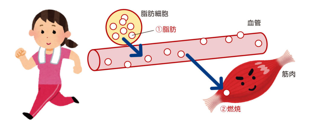 Naris Cavi 3S PRO (Naris Cavi 3S PRO) 如何通过有氧运动减肥